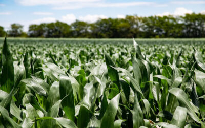 La nutrición en nuestras regiones y sistemas: visiones en primera persona
