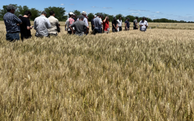 Lluvias generalizadas sobre toda el área agrícola mejoran la oferta hídrica para el trigo