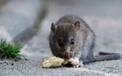 Alarma en la Patagonia por un nuevo caso de hantavirus
