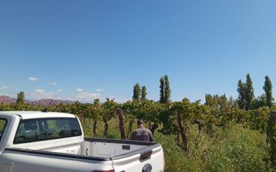 La Rioja: Alerta fitosanitaria por la detección de Lobesia botrana en Villa Unión