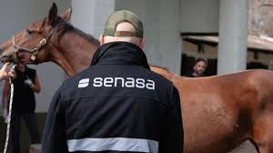 San Luis: Medidas de contención sanitarias ante un caso de Anemia infecciosa equina