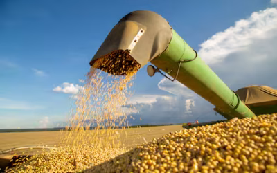 Dólar: la baja del tipo de cambio enfrió ventas de los productores y desaceleró negocios para exportar