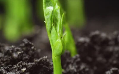 Sostenibilidad de nuestros sistemas: suelos y más allá