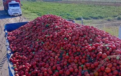 Más barata: despega la importación de pasta de tomate de China y Chile y hay alerta entre los productores