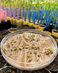 Identifican una región en el ADN del trigo que aumenta hasta un 5 % el rendimiento