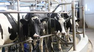El Futuro de la Industria Láctea: Soluciones de ordeñe inteligente para una producción más eficiente y sostenible