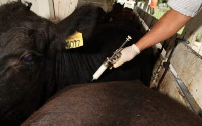 El debate que falta: ¿Qué debe hacer Argentina con la vacunación contra la fiebre aftosa? Para Juan Dotta dejar de hacerlo no es opción, pero sí amerita un cambio de la estrategia