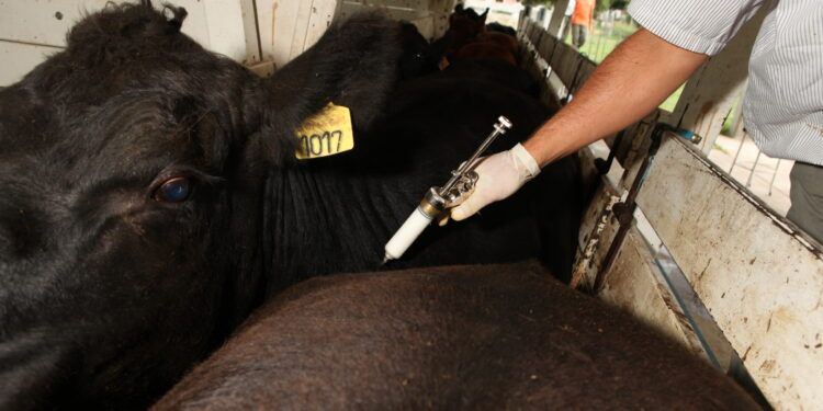 El debate que falta: ¿Qué debe hacer Argentina con la vacunación contra la fiebre aftosa? Para Juan Dotta dejar de hacerlo no es opción, pero sí amerita un cambio de la estrategia