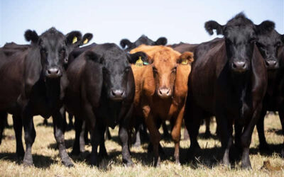 Alerta por hipomagnesemia en bovinos de carne en provincia de Buenos Aires