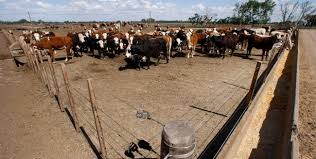 Márgenes ganaderos: Prácticamente todos los planteos ofrecieron muy buenos resultados