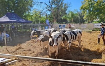 Los productores convalidan precios de la vaquillona bajo el lema “quiero leche ya”