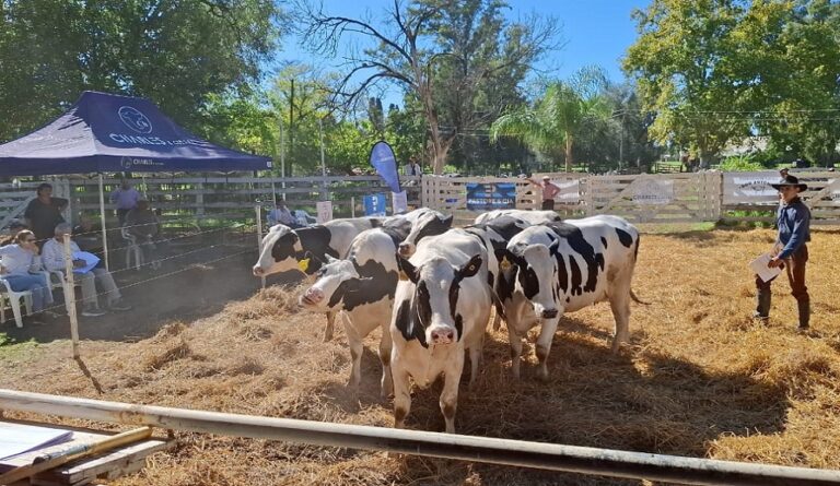 Los productores convalidan precios de la vaquillona bajo el lema “quiero leche ya”