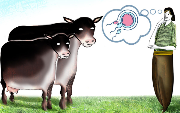 Dilema: ¿Aumentar el tamaño de la vaca para subir el peso de faena?