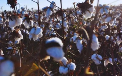 Presentan una variedad de algodón tolerante al estrés hídrico