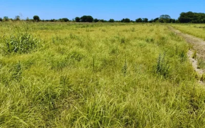 Reservar forraje para el invierno