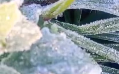 “Golpazo en los metros finales”: la primera helada del año sorprendió a la soja y evalúan los daños