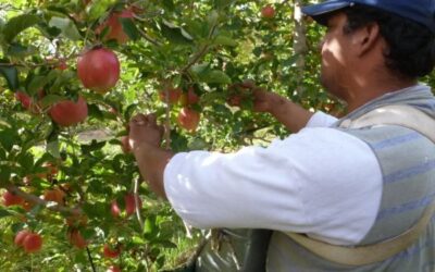 Los créditos para frutícolas del Alto Valle llegaron al final de la cosecha, pero todavía sirven