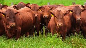 Novillo Mercosur, es más caro el de Argentina por caída del tipo de cambio