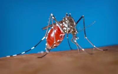 Descubren por qué el mosquito del dengue es cada vez más resistente a los inviernos duros