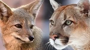 Santa Cruz prohíbe la caza de pumas y zorros