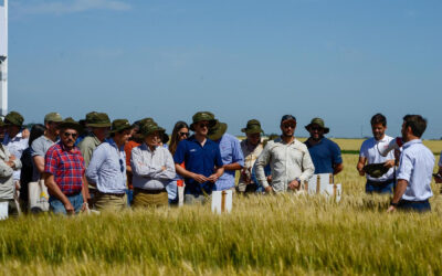 Cosecha récord, pero rentabilidad en rojo para el arroz entrerriano