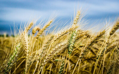 En Córdoba se proyecta un récord histórico para el trigo 2025/26