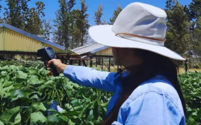 El nitrógeno podría ayudar a mitigar el impacto de la sequía en la soja