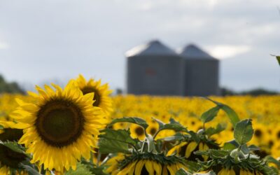 Cosecha récord de girasol: creció un 28,2% respecto a la campaña anterior