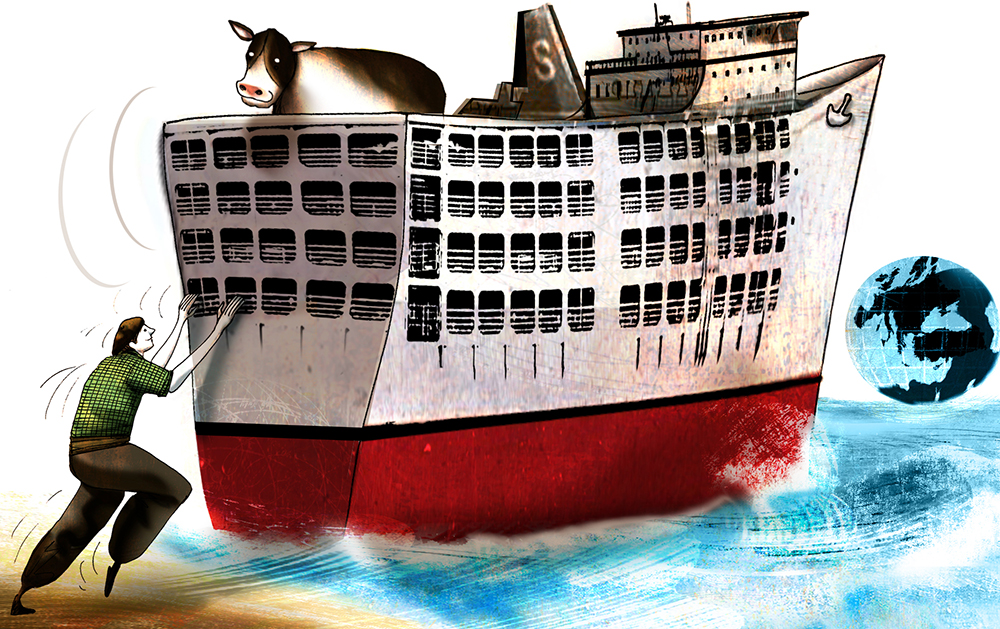 La exportación de ganado en pie busca zarpar