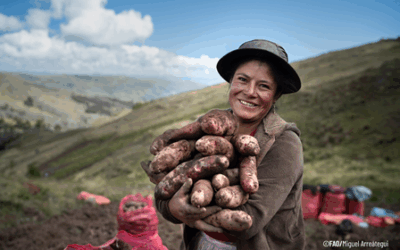 Cinco motivos que hacen de la papa un alimento fundamental