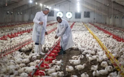 Brasil instala barreras sanitarias por un brote de gripe aviar que frena las exportaciones