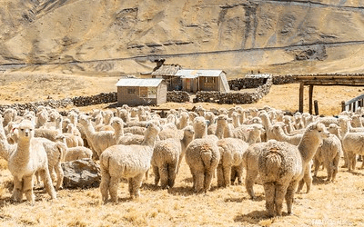 Camélidos en el corazón de los Andes: Hilos de lana, memoria y resiliencia
