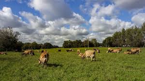 Prevención de enfermedades transmisibles de los animales a las personas