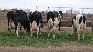 Se aguarda una ajustada elección de la Vaca Suprema TodoLáctea 2025