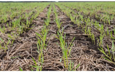 Derechos de exportación: la intención de siembra se recupera, pero el campo espera definiciones