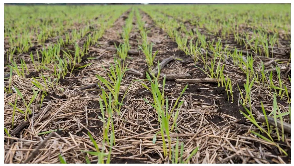 Derechos de exportación: la intención de siembra se recupera, pero el campo espera definiciones