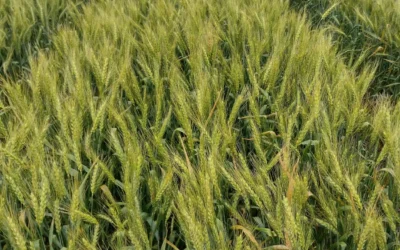 Presentan nuevas variedades de trigo pan con alto rendimiento y resistencia
