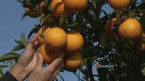 La innovación del INTA que potenció la citricultura industrial