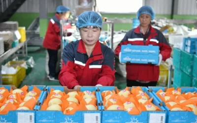 China anunció que comenzó a exportar peras a la Argentina