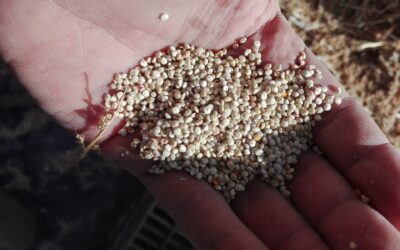 Quinua, el cultivo ancestral que puede ser clave en los valles riojanos