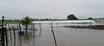 La Bolsa de Cereales indicó que el temporal afectó a los cultivos de la Provincia de Buenos Aires