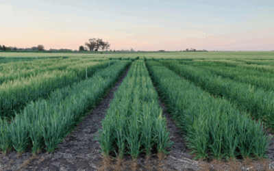 Variedades y fertilización en cereales de invierno