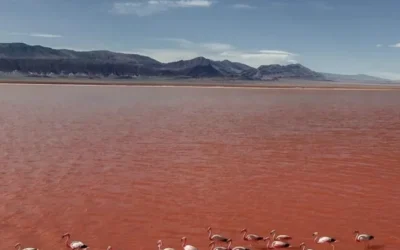 La «isla» de los flamencos, el paraíso del noroeste para visitar una vez en la vida: ¿dónde queda?