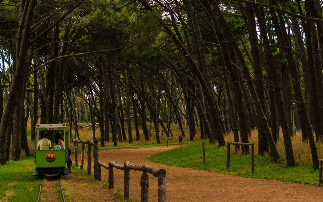 ¿Qué ciudades bonaerenses tienen bosques para escaparle a la ciudad y disfrutar del aire puro cerca del mar?