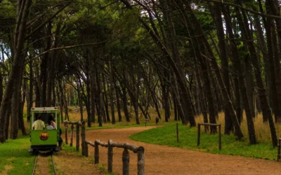 ¿Qué ciudades bonaerenses tienen bosques para escaparle a la ciudad y disfrutar del aire puro cerca del mar?
