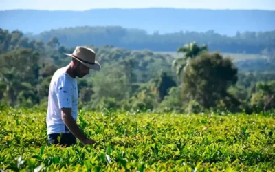 Desregulación: los productores de yerba mate podrán realizar plantaciones sin límite