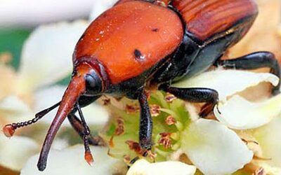 Cómo identificar y distinguir al picudo rojo de otros insectos que afectan a las palmeras