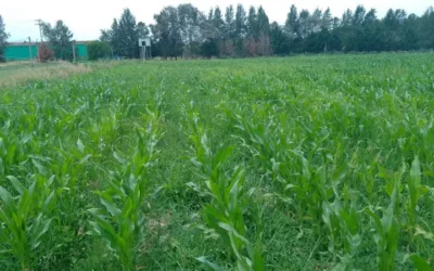 El INTA trabaja en la producción de un biofertilizante