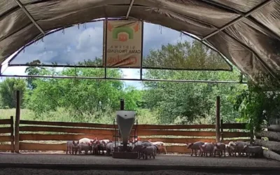 Innovación para el engorde de capones en granjas porcinas