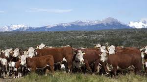 Sugerencias para fortalecer el bienestar animal en las épocas de bajas temperaturas